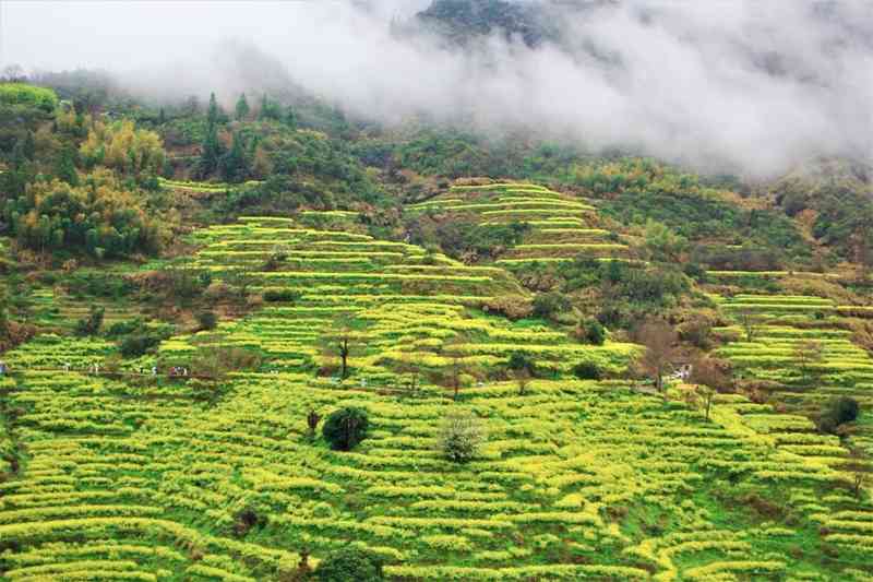  沉浸式体验方案：从“赏花”到“生活”的消费场景重构 文化旅游