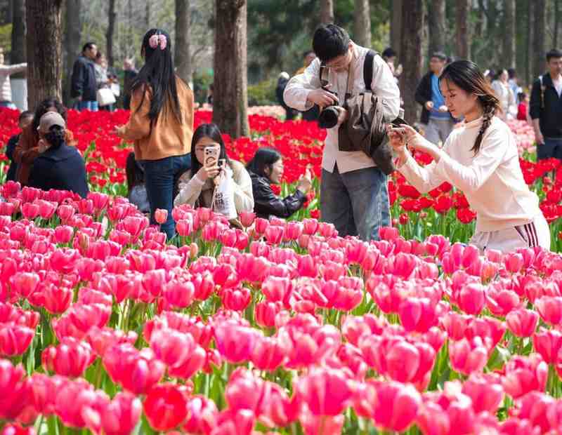  沉浸式体验方案：从“赏花”到“生活”的消费场景重构 文化旅游