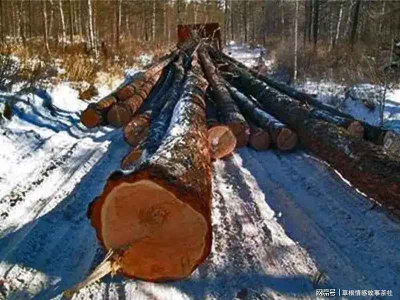  【技术解构】伐木作业中的“道套子”工艺与高危事故链——基于小兴安岭伊春林业局的实地案例分析 文化旅游