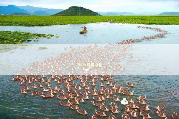 618-马街书会 新闻